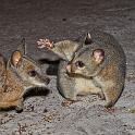 165 Kangaroo Island, tammar wallabie en voskoesoe